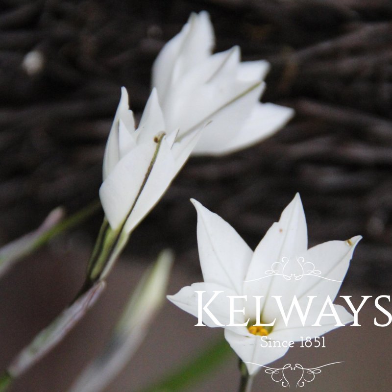 Ipheion 'Alberto Castillo'