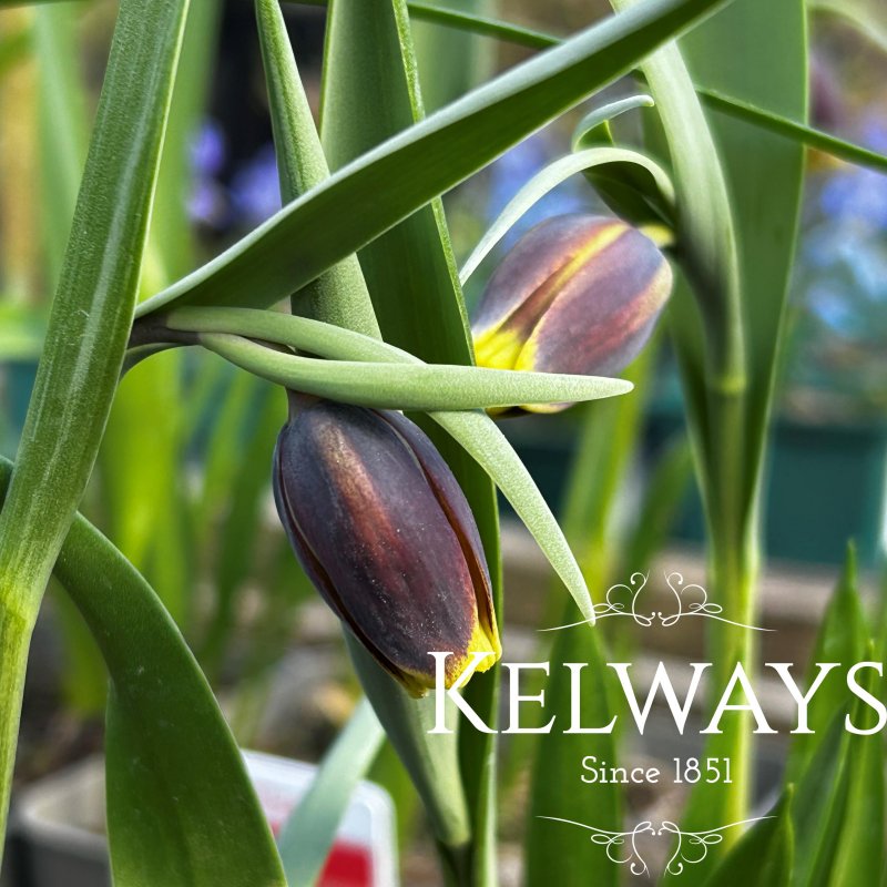 Fritillaria uva-vulpis