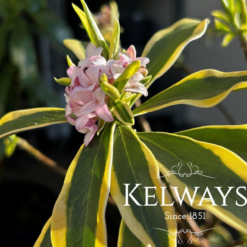 Daphne odora 'Rebecca'