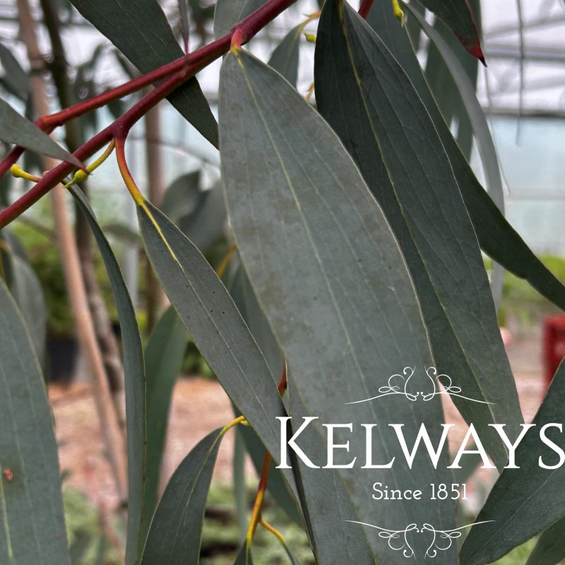 Eucalyptus pauciflora subsp. pauciflora