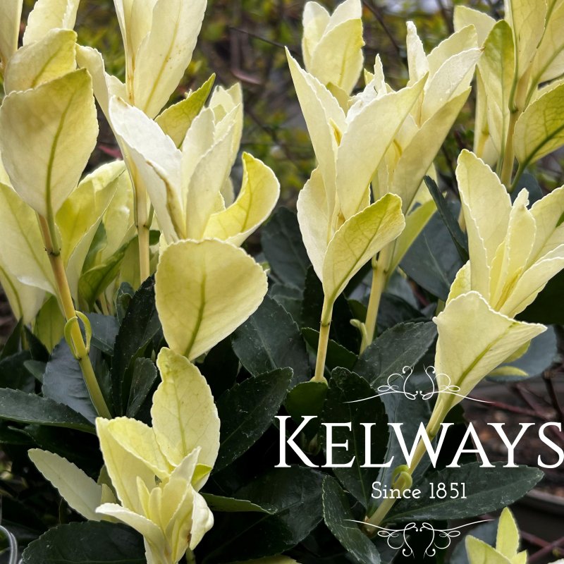 Euonymus japonicus 'Himalaya'