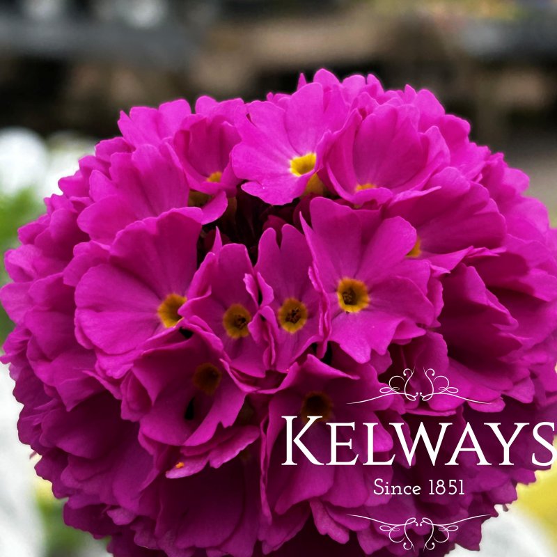 Primula denticulata 'Prom Deep Rose' (Prom Series)