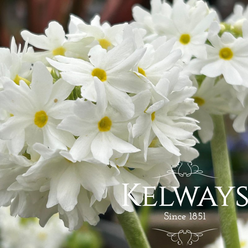 Primula denticulata 'Prom White' (Prom Series)