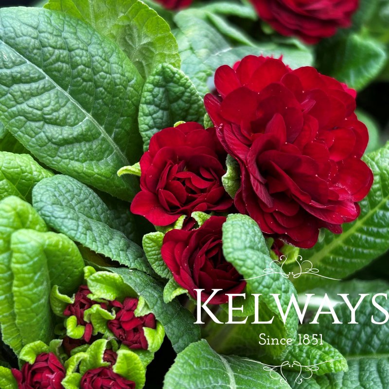 Primula 'Belarina Rosette Valentine' (Belarina Rosette Series)