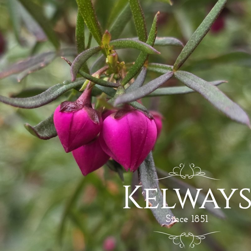 Boronia heterophylla (3 litre pot)