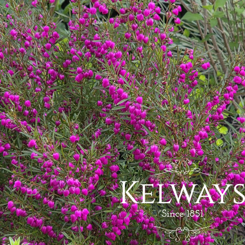 Boronia heterophylla (3 litre pot)