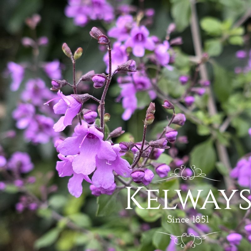 Prostanthera rotundifolia (3 litre pot)