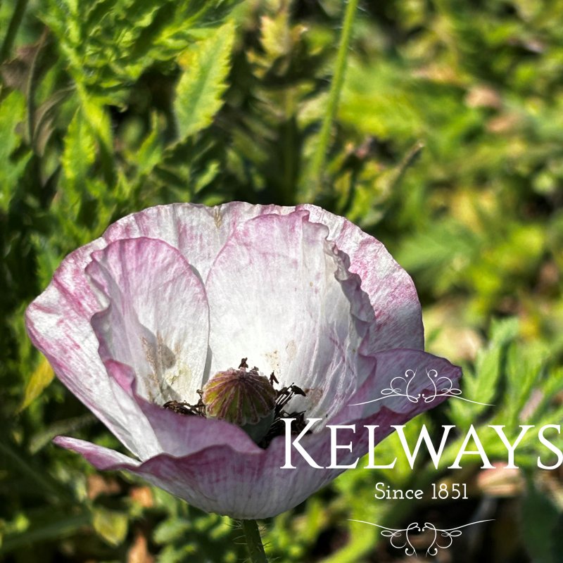 Papaver rhoeas Mother of Pearl Group