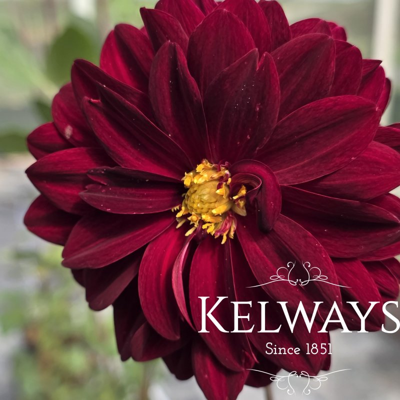 Dahlia 'Arabian Night' (D)_