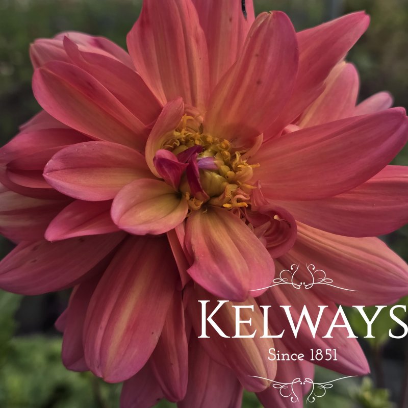 Dahlia 'Great Silence' (D)