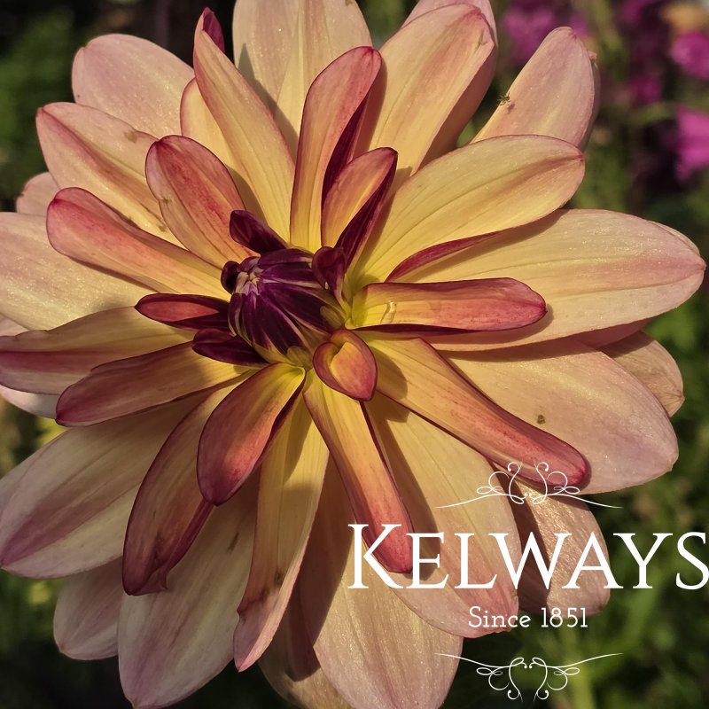 Dahlia 'Happy Butterfly'