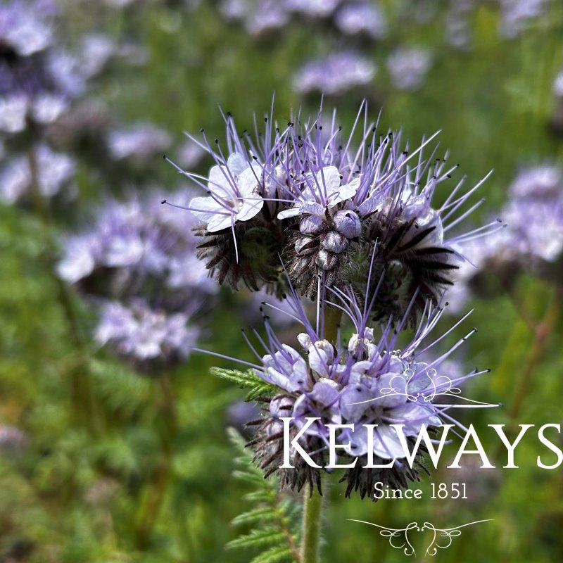 Phacelia tanacetifolia