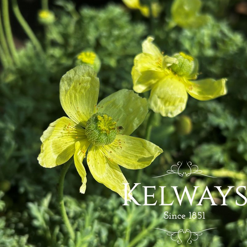 Papaver miyabeanum 'Pacino'