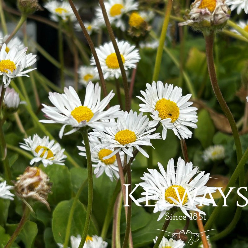 Bellis perennis (9cm pot)