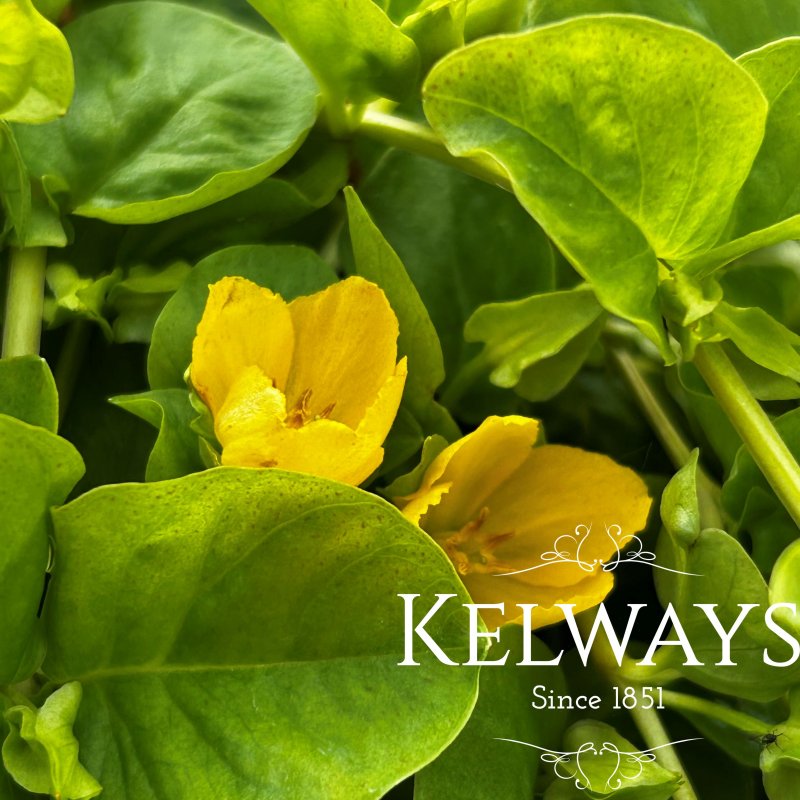 Lysimachia nummularia