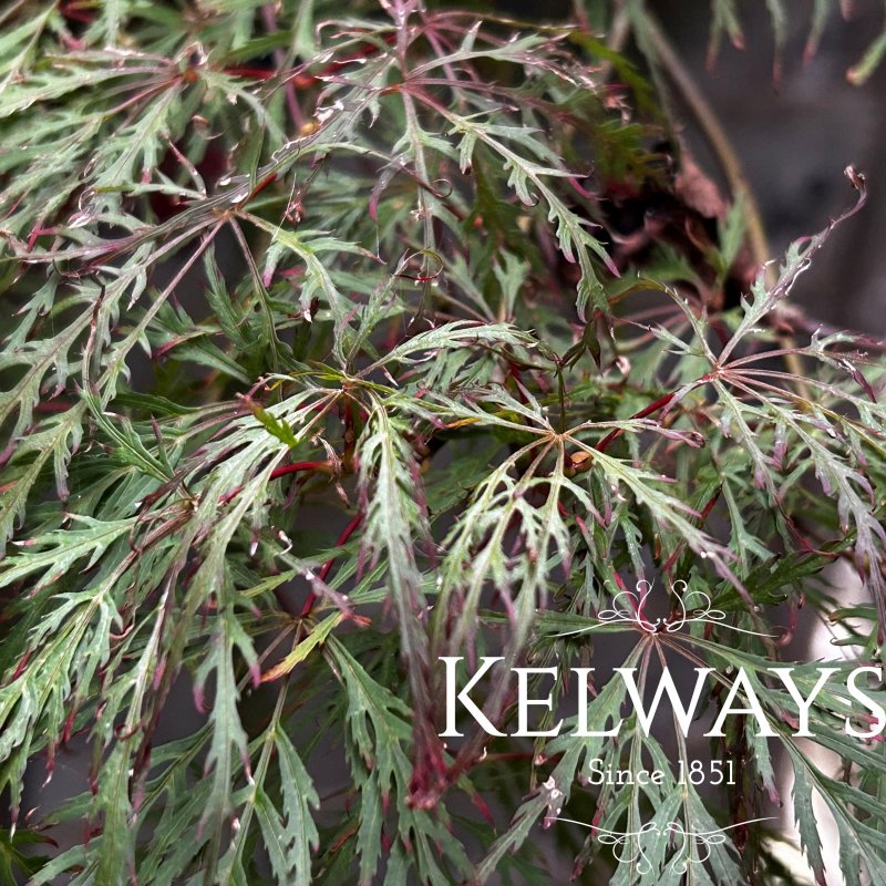 Acer palmatum 'Baldsmith'