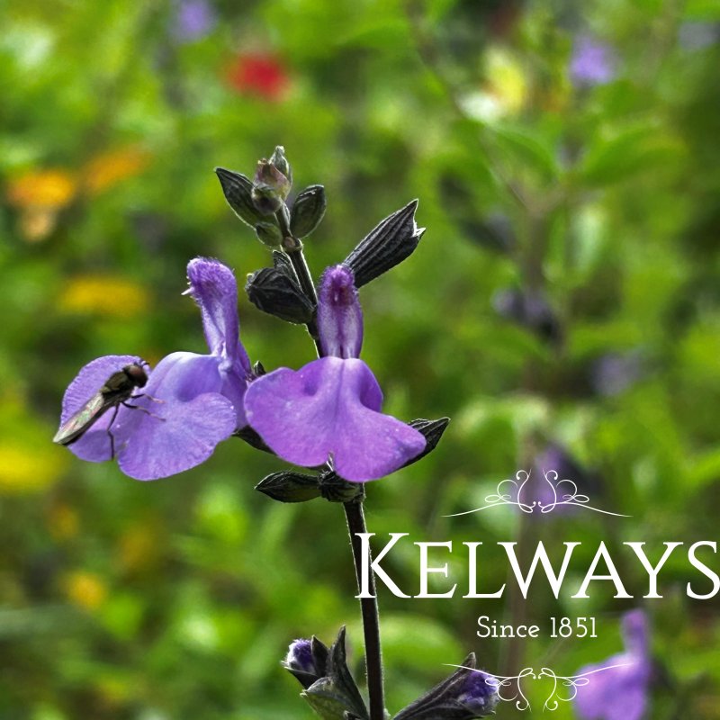 Salvia 'Violin Music'