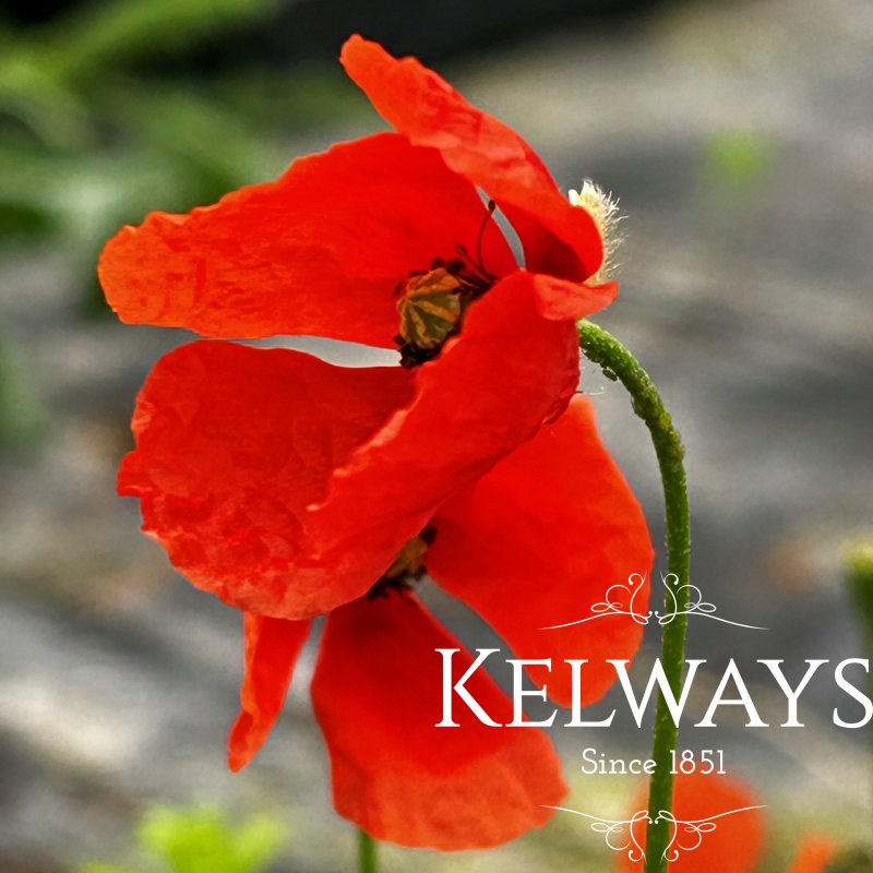 Papaver dubium subsp. lecoqii