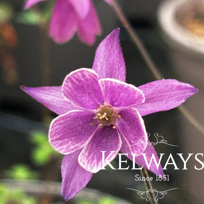 Semiaquilegia ecalcarata