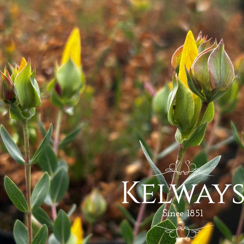 Hypericum olympicum f. minus