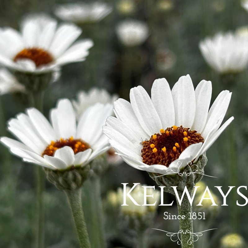Rhodanthemum 'African Spring'