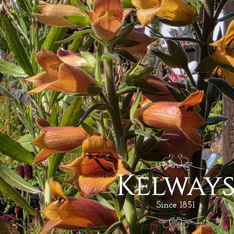 Digitalis x valinii 'Firecracker'