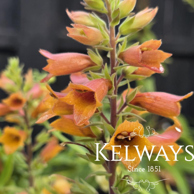 Digitalis x valinii 'Firecracker'