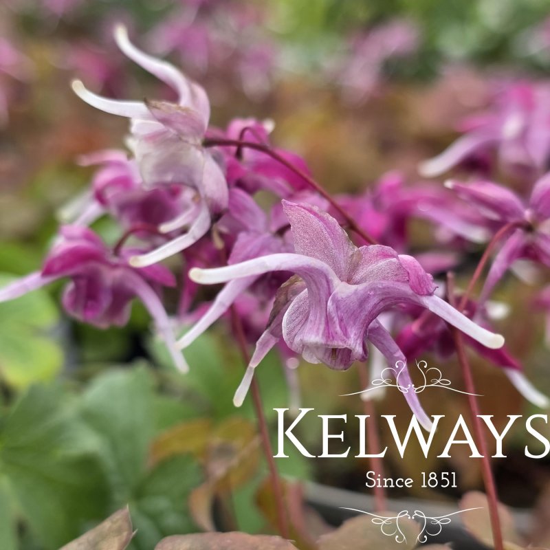 Epimedium grandiflorum 'Purple Pixie' PBR