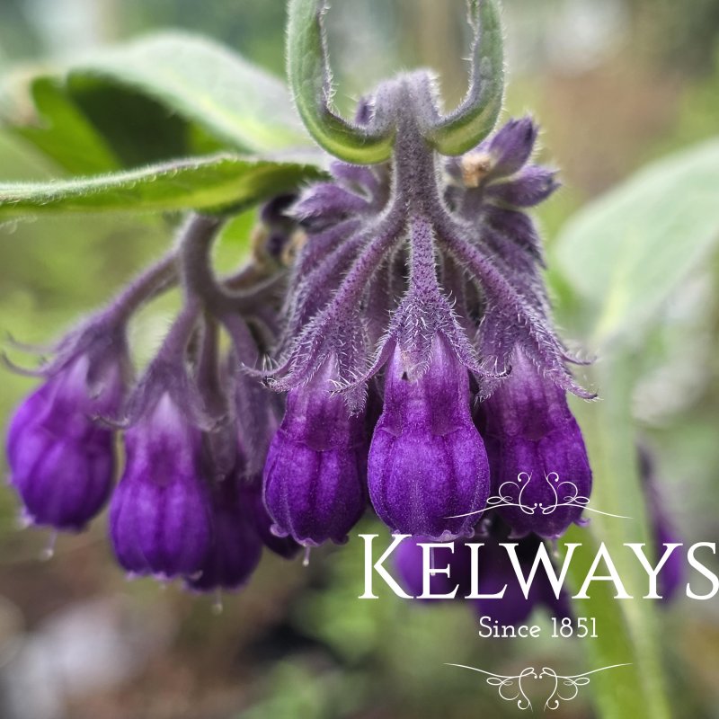 Symphytum x uplandicum 'Moorland Heather' (1 litre pot)