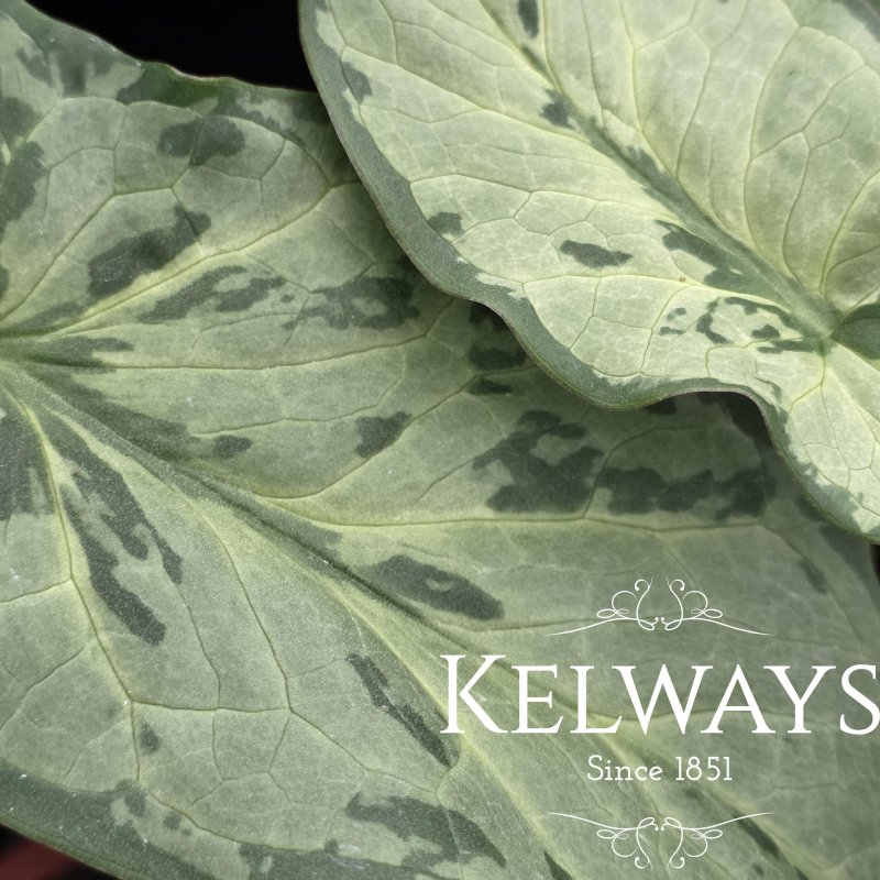 Arum italicum subsp. neglectum 'Monksilver'