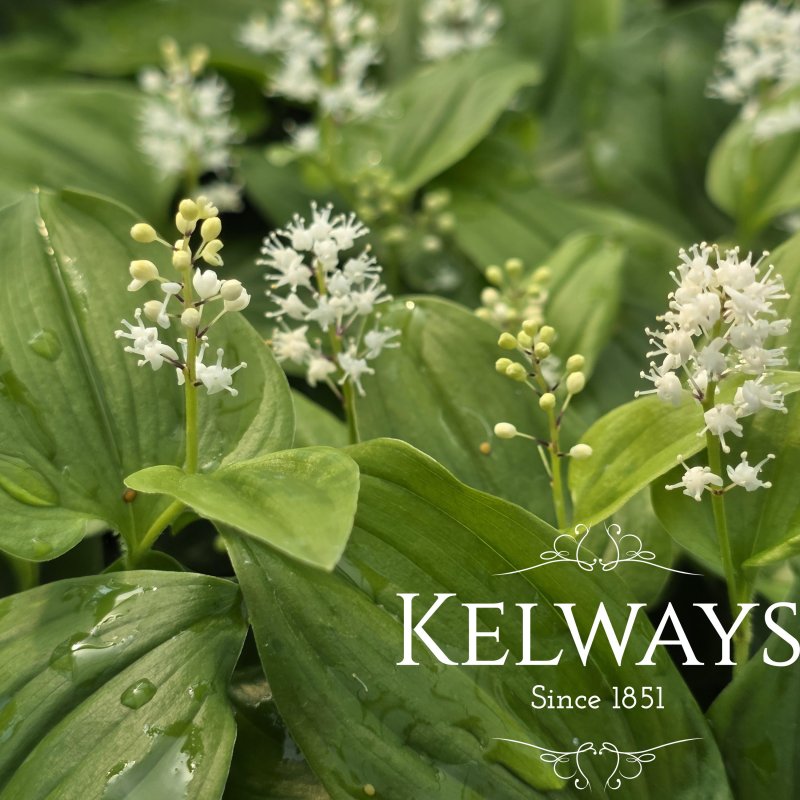Maianthemum canadense (2 litre pot)