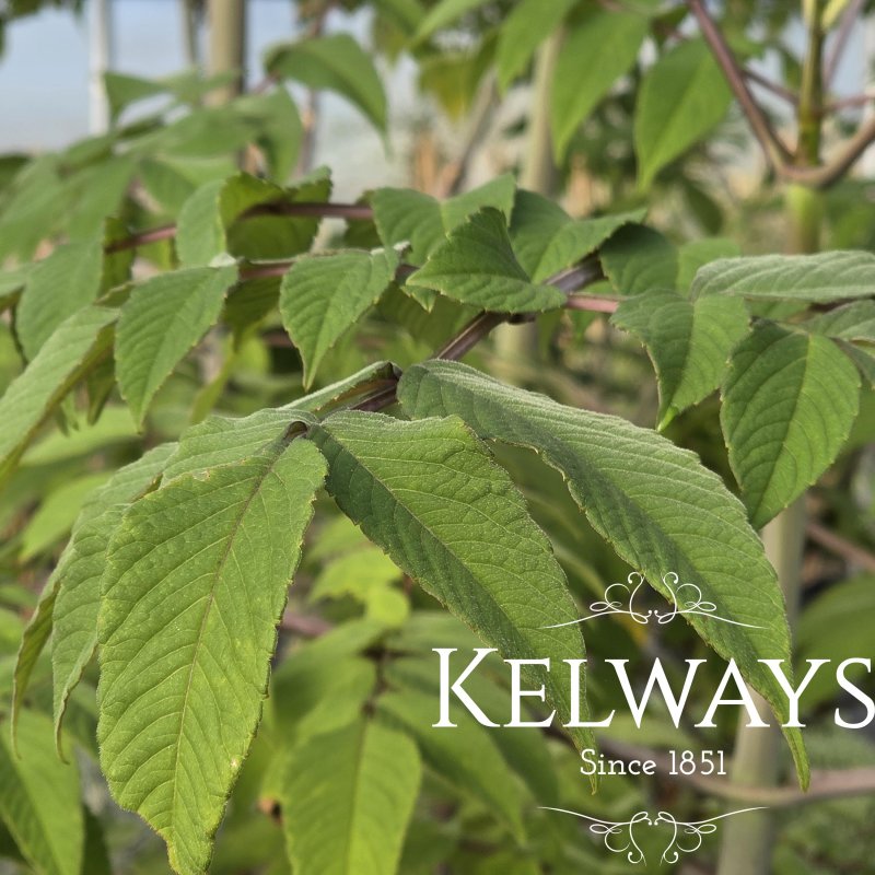 Dahlia imperialis (B)