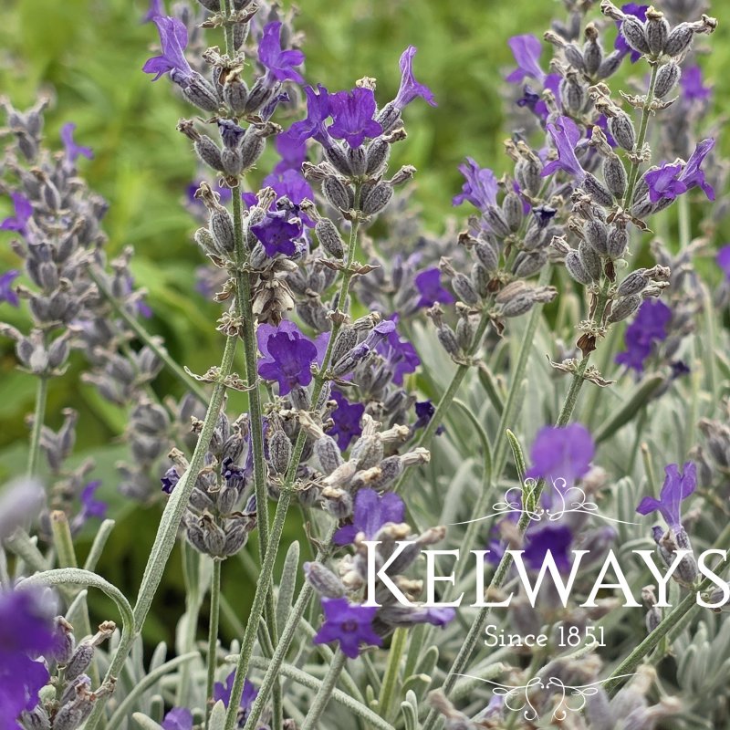 Lavandula x chaytoriae 'Bridehead Blue'