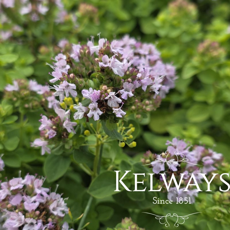 Origanum vulgare 'Pink Thumbles'