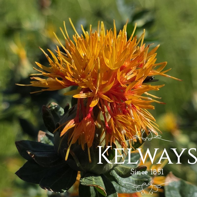 Carthamus tinctorius