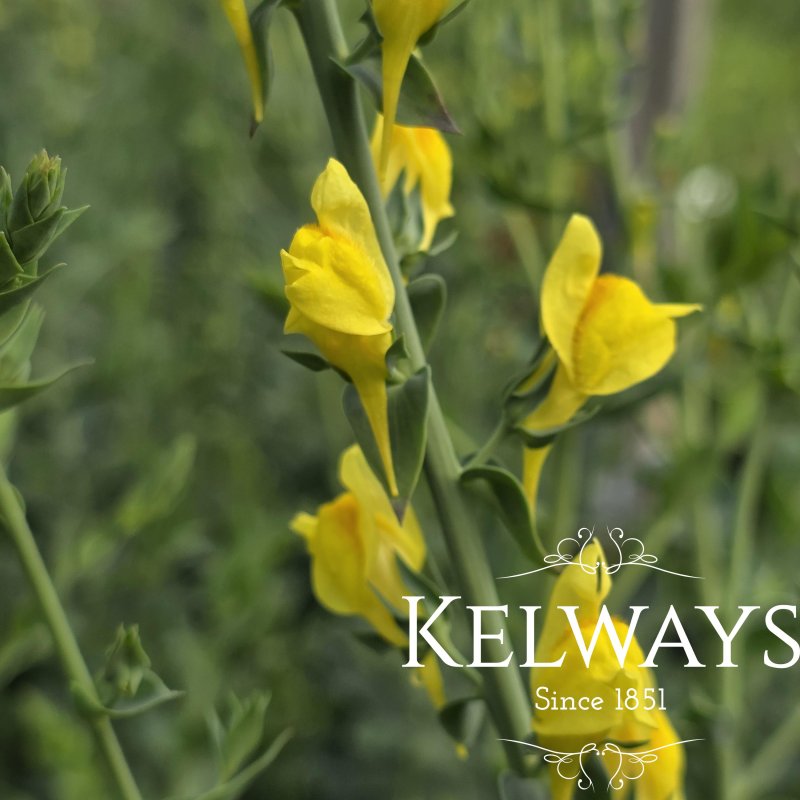 Linaria dalmatica (2 litre pot)