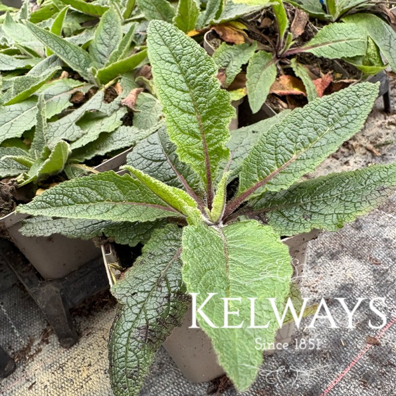 Verbascum chaixii 'Sixteen Candles' (9cm pot)