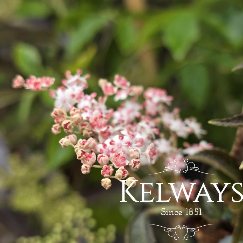 Sambucus nigra (3 litre pot)