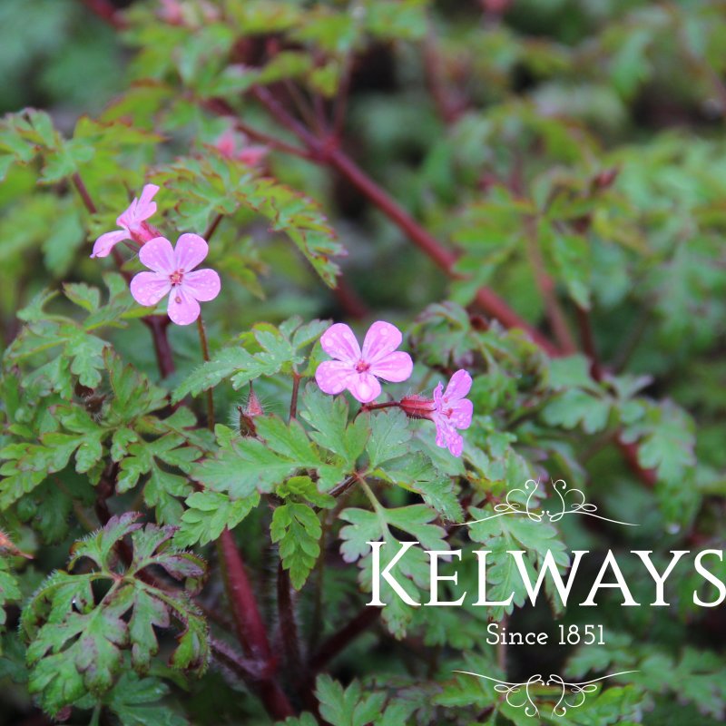 Geranium robertianum