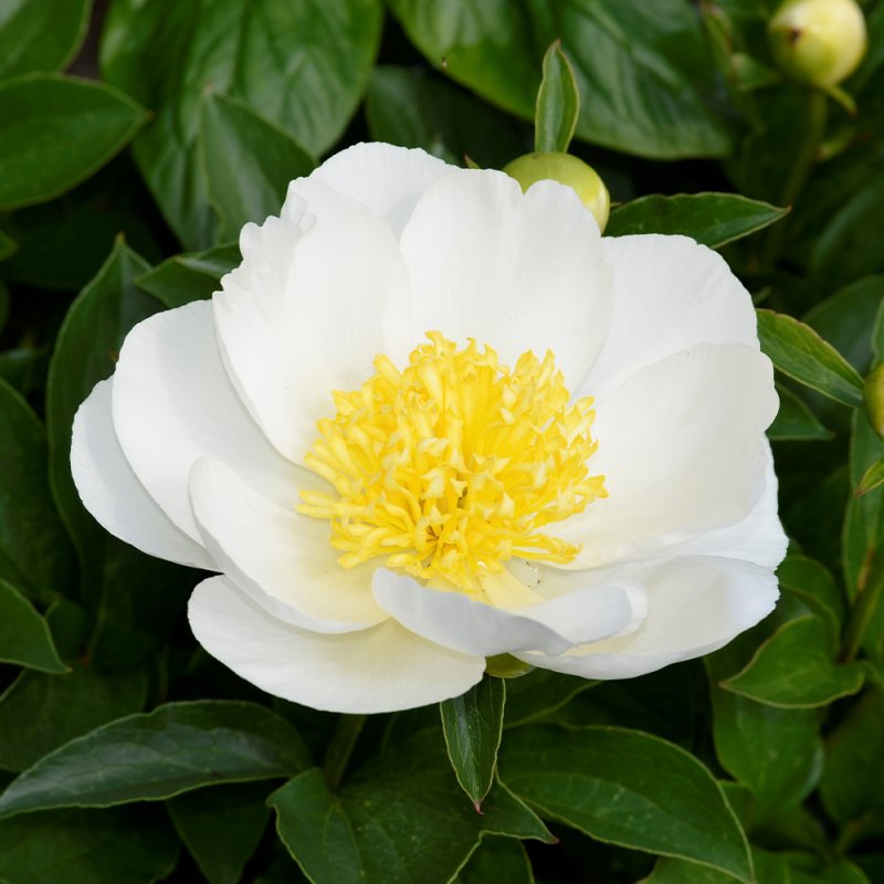 Paeonia 'Jan Van Leeuwen'