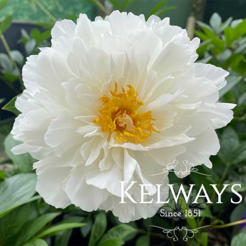 Paeonia 'Kelway's Glorious'