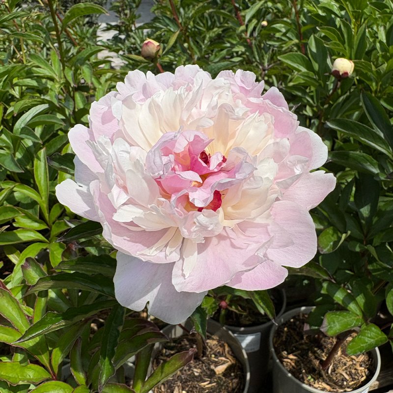 Paeonia 'Eden's Perfume'