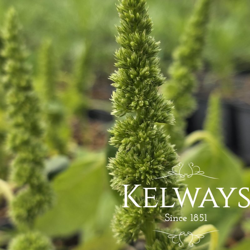 Amaranthus hypochondriacus 'Green Thumb' (9cm pot)