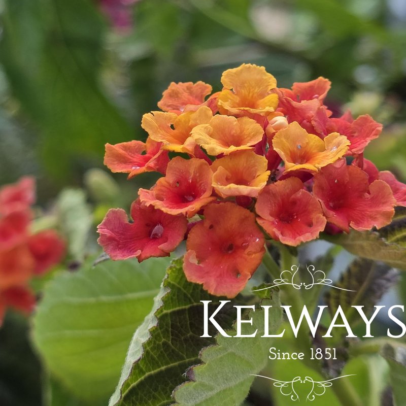 Lantana camara BANDOLERO ORANGE IMPROVED (Bandolero Series)