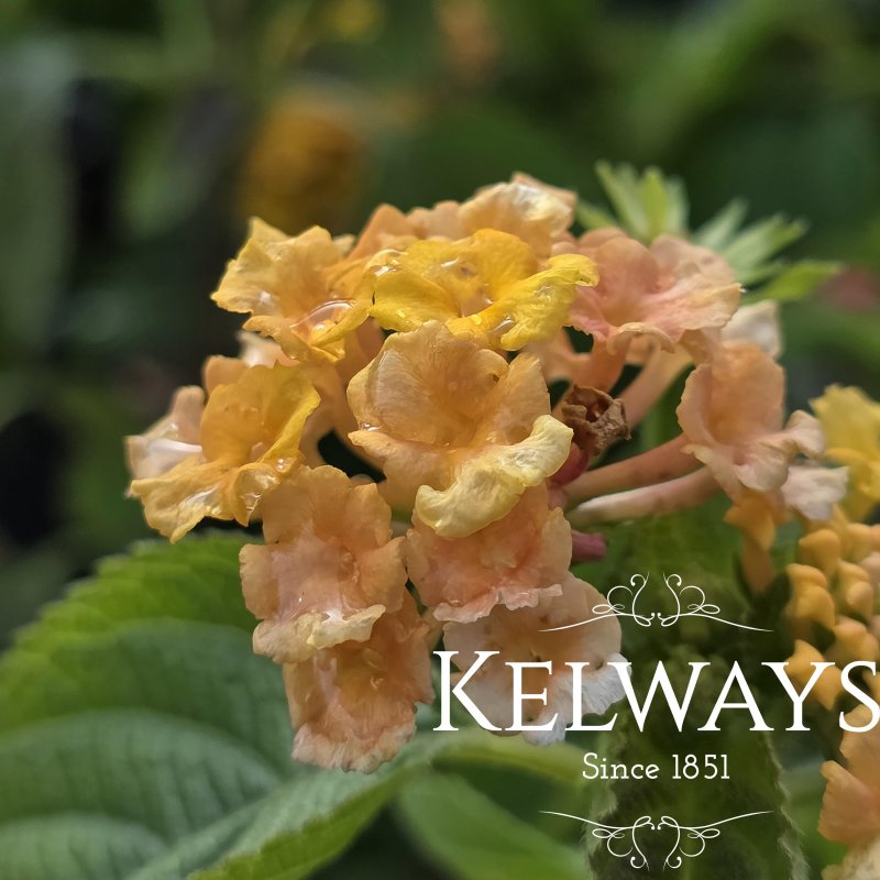 Lantana camara BANDOLERO PINEAPPLE (Bandolero Series)