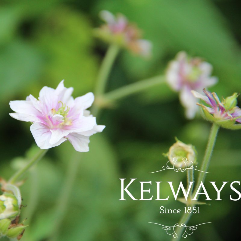 Geranium pratense 'Algera Double'