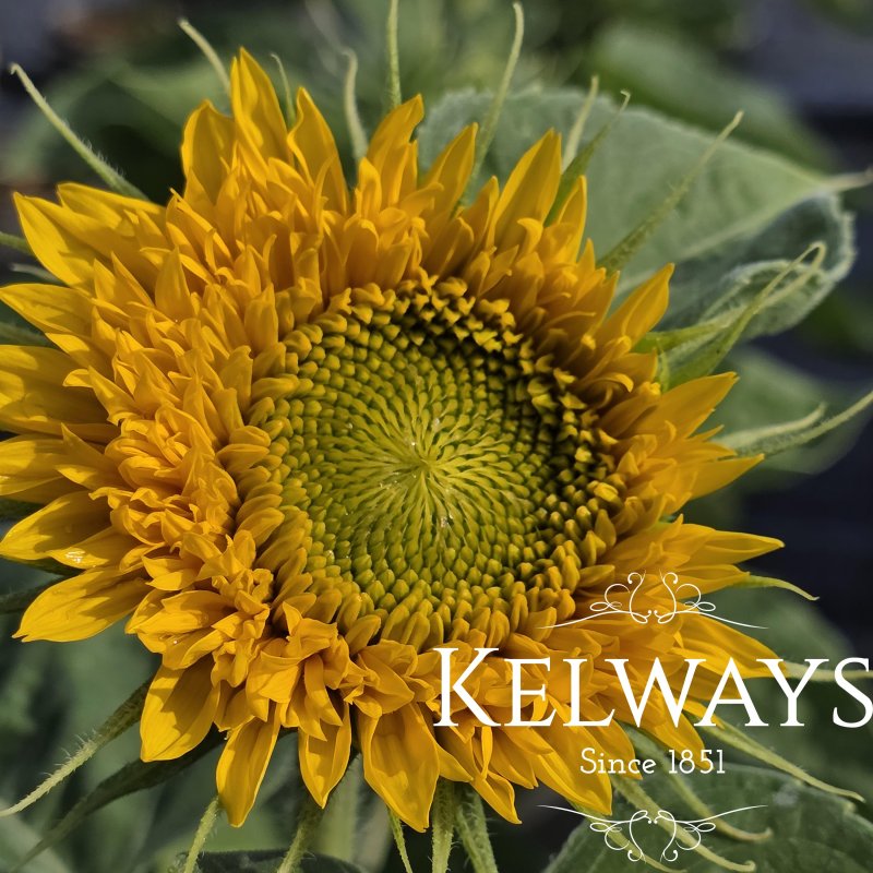 Helianthus annuus 'Teddy Bear' (d)