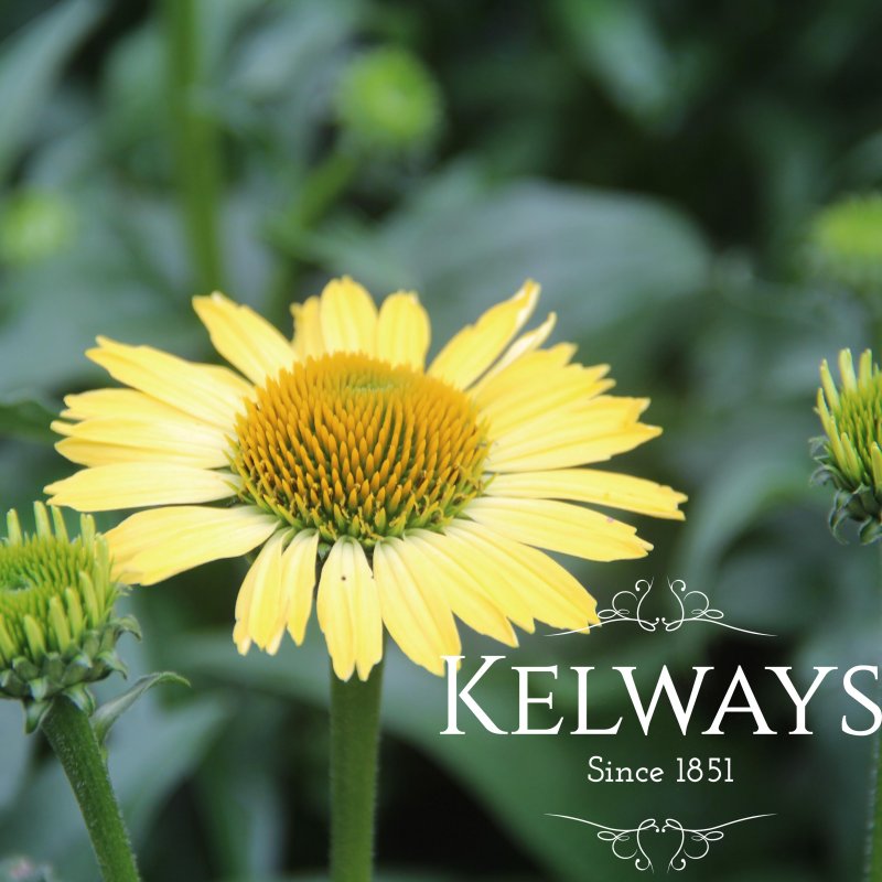 Echinacea 'Cleopatra' PBR (Butterfly Series)