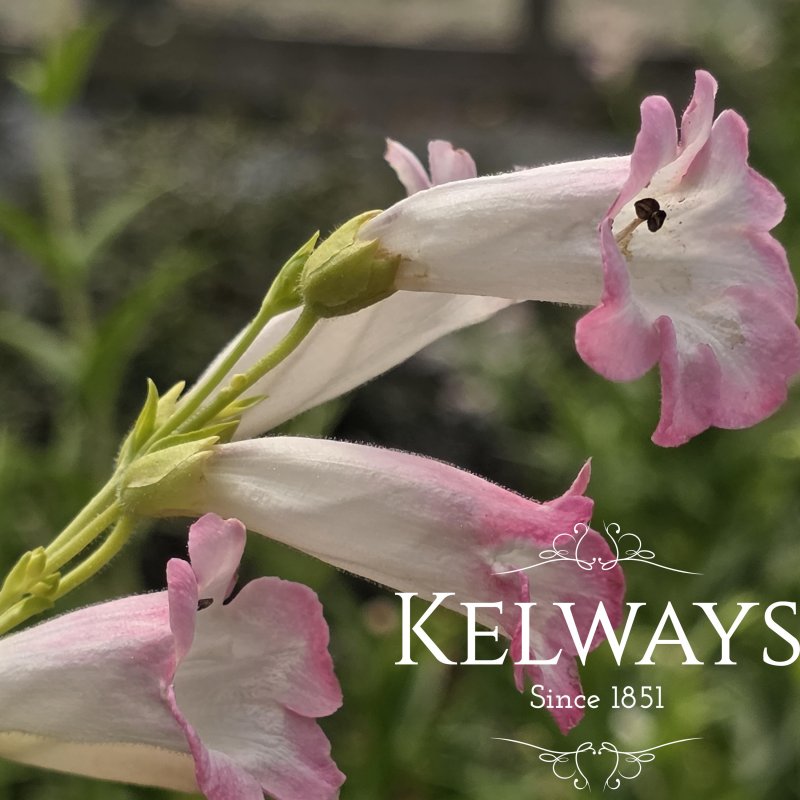 Penstemon 'Thorn'