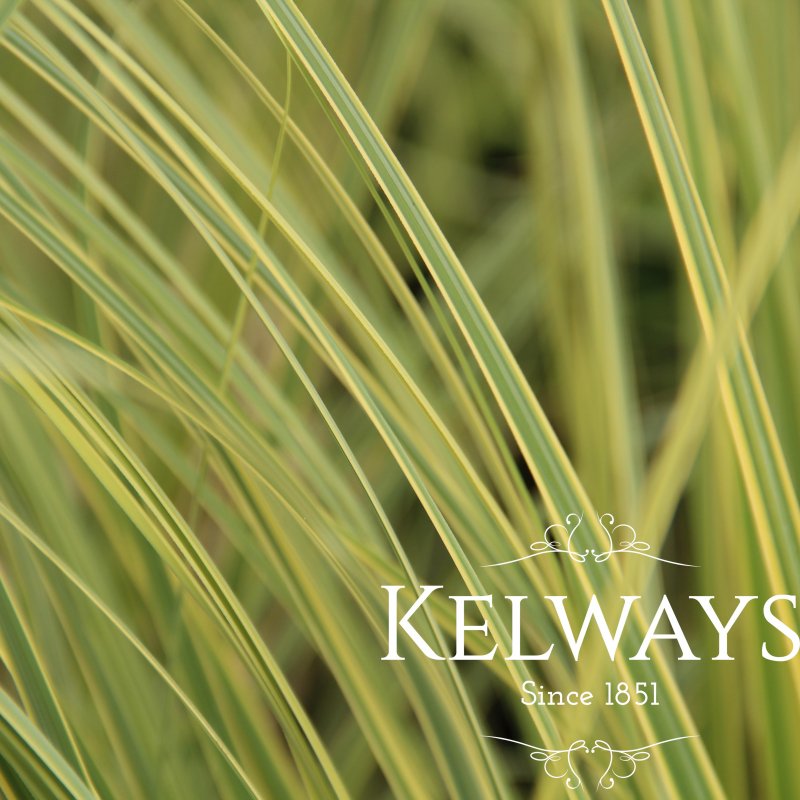 Cortaderia selloana 'Aureolineata' (v)